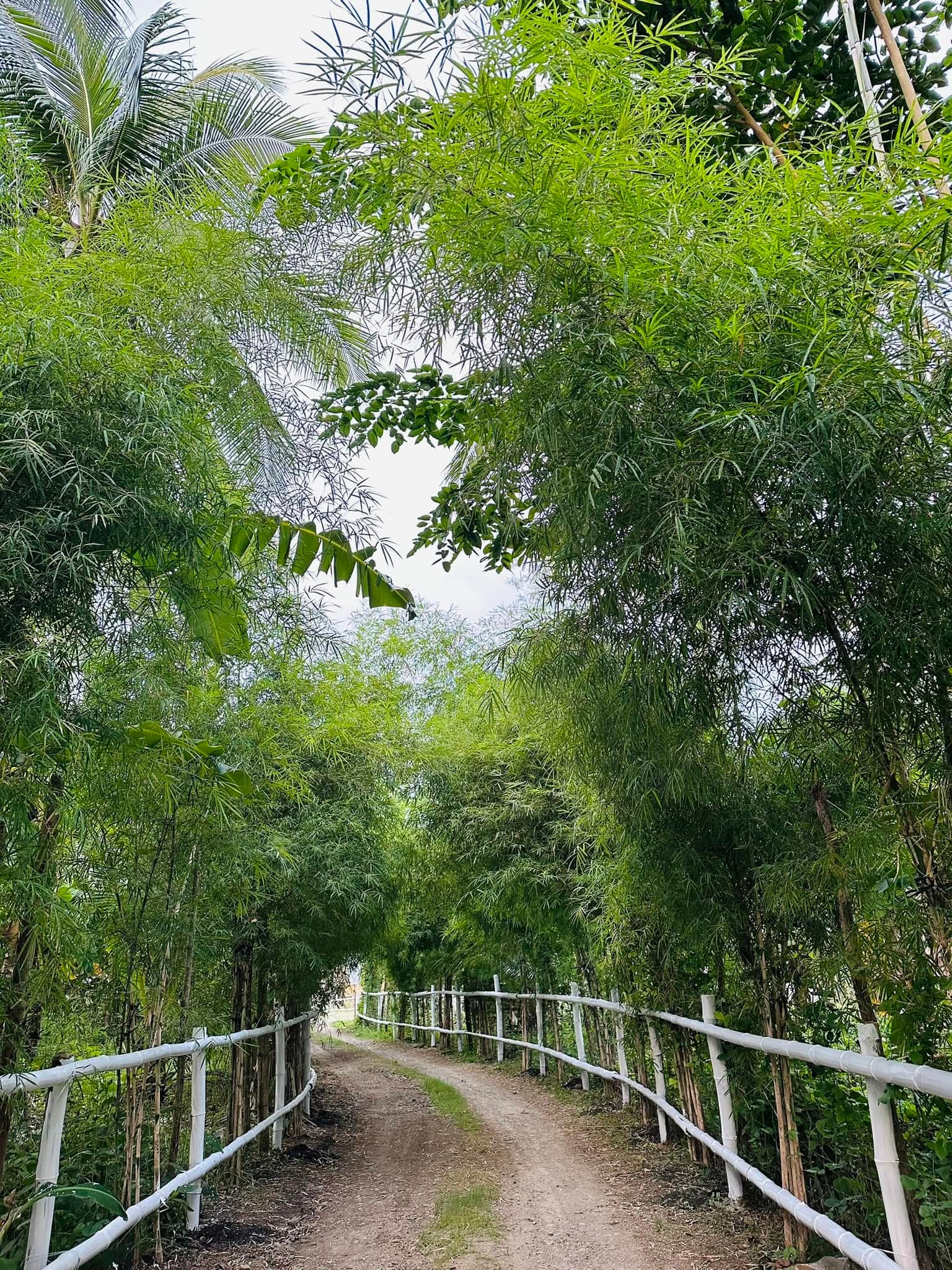 Bamboo structures around the campsite